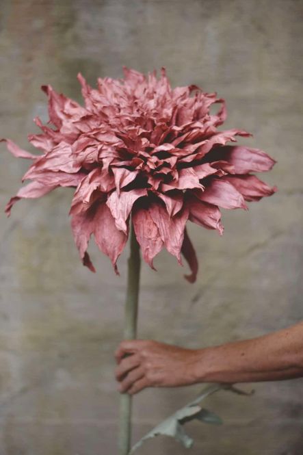 Hovedbilde Lilla - Papirblomst Dahlia ...