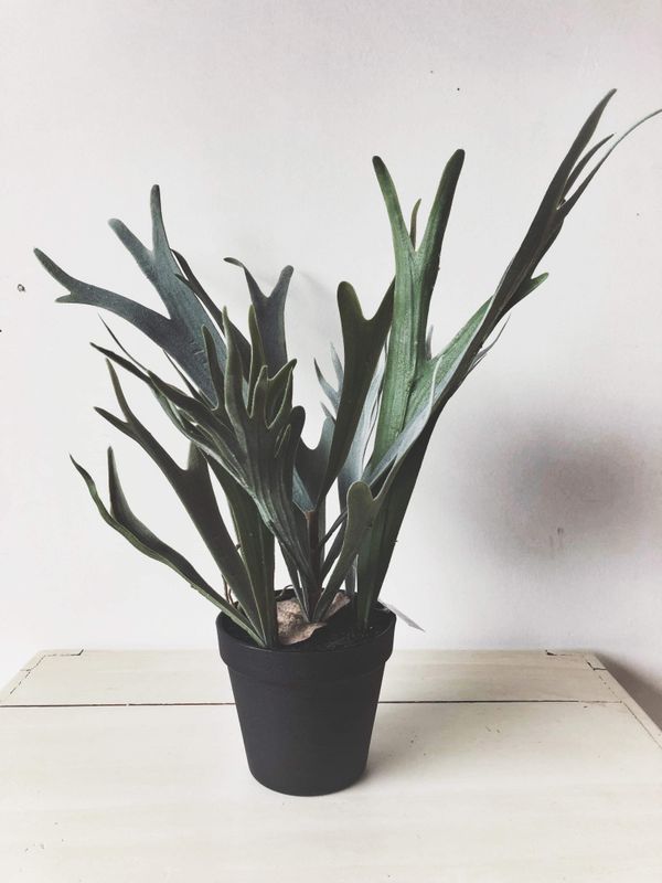 Plante i potte