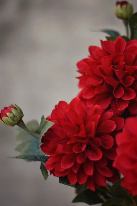 Hovedbilde Rød - Dahlia snittblomst 66 ...