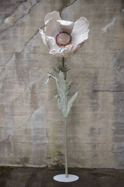 Hovedbilde Hvit - Anemone 150 cm