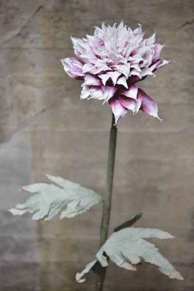 Hovedbilde Lilla mix- Papirblomst Dahlia ...