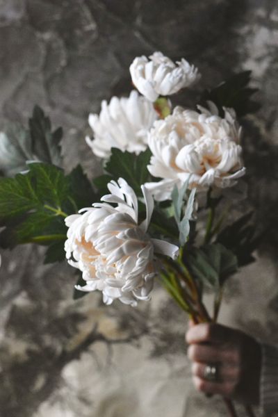 Hovedbilde Krysantemum 70 cm