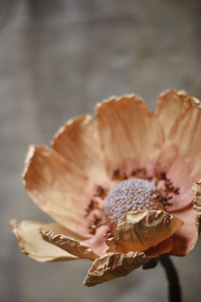 Hovedbilde Gul - Anemone 150 cm