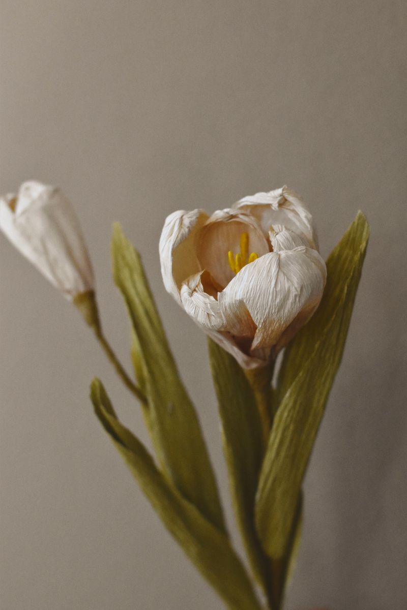 Krem - Tulipan Papir
