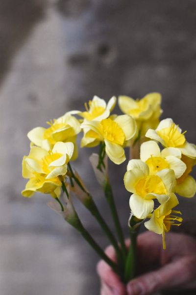 Hovedbilde Gul - Narcisser bunt